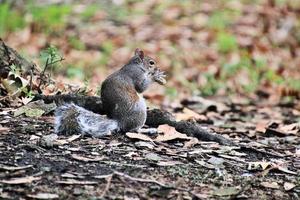 eine Nahaufnahme eines grauen Eichhörnchens foto