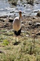 ein Blick auf einen Gelbschnabelstorch foto