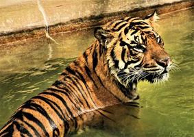 eine Nahaufnahme eines bengalischen Tigers foto