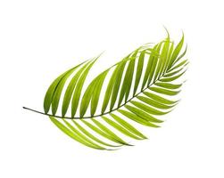 grüne Blätter der Palme auf weißem Hintergrund foto
