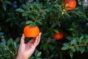 Nahaufnahme von Händen und Orangen in einer wunderschönen Sonnenschein-Orangenfarm. foto