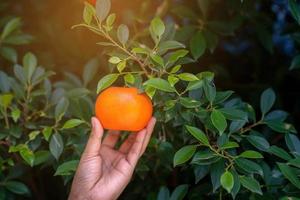 Nahaufnahme von Händen und Orangen in einer wunderschönen Sonnenschein-Orangenfarm. foto