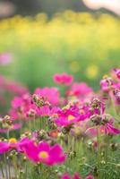 rosa Blumen und grüne Blätter haben schöne grüne Hauptszenen. foto