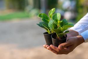 grüne pflanzen in schwarzen töpfen konzept der liebe die welt und liebe natur naturschutz foto