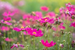 rosa Blumen und grüne Blätter haben schöne grüne Hauptszenen. foto