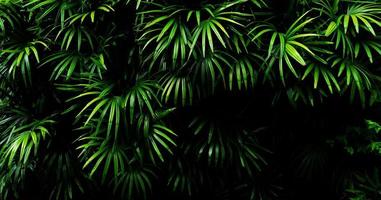 tropisches grünes Blatt foto