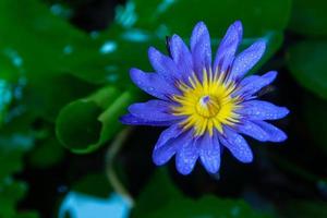 wassertropfen auf lila lotusblumen blühen. foto