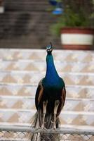 blauer Pfau aus nächster Nähe foto