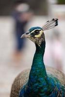 blauer Pfau aus nächster Nähe foto