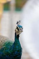 blauer Pfau aus nächster Nähe foto