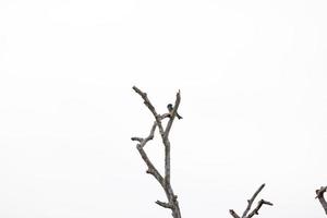 schöne natur, himmel, bäume, abendstimmung im khao yai nationalpark, thailand foto