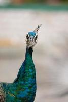 blauer Pfau aus nächster Nähe foto