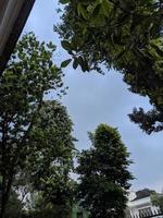 Baum- und Himmelszierpflanzen foto