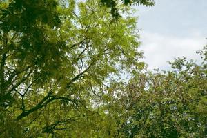 hohe Sicht auf alle Tamarindenbäume. foto