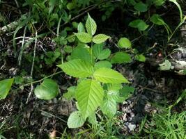 grüne Giftefeublätter im Wald oder Wald foto