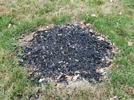 schwarze Kohle oder Holzkohle in grünem und braunem Gras foto