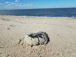 tote Hufeisenkrabbenschale am Strand mit Wasser foto
