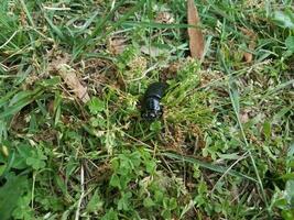 großer schwarzer Käfer im Gras foto