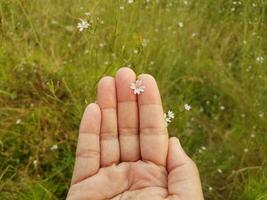 Hand, die kleine weiße Blume mit grünem Gras hält foto