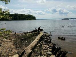 schwarzer Vogel auf Holzscheit am Ufer des Potomac River foto