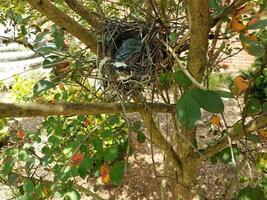 Jungvögel im Nest im Kreppmyrtenbaum foto