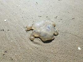 tote Quallen auf Sand an der Küste oder am Strand angespült foto