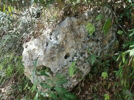 Karstfelsen mit grünen Pflanzen im Guajataca-Wald in Puerto Rico foto