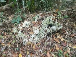 Grauer Karststein und Blätter im Guajataca-Wald in Puerto Rico foto