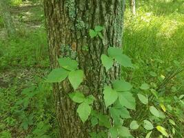 Poison Ivy wächst auf einem Baum foto