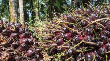 Selektiver Fokus auf frische Ölpalmenfrüchte foto