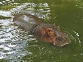 Nilpferd im Wasser. foto