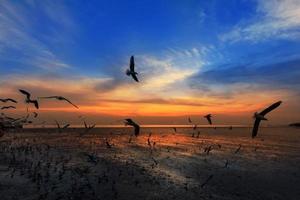 fliegende Möwen im Sonnenuntergang foto