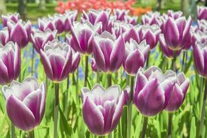 Gruppe lila Tulpen. Frühlingslandschaft. foto