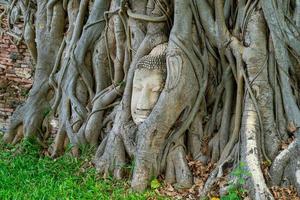 Buddha-Kopf-Statue mit gefangen in Bodhi-Baum-Wurzeln im Wat Mahathat foto