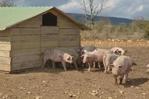 Schweine in ihrer Umgebung foto