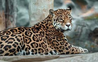 Jaguar im Zoo foto