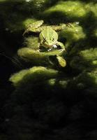Frosch an einem sonnigen Ort in der Nähe eines Sees foto
