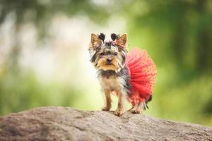 schöner Welpe des weiblichen Yorkshire-Terriers kleiner Hund mit rotem Rock auf grünem unscharfem Hintergrund foto