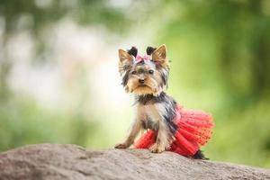 schöner Welpe des weiblichen Yorkshire-Terriers kleiner Hund mit rotem Rock auf grünem unscharfem Hintergrund foto