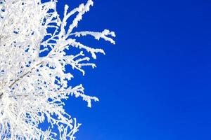 Winterbäume auf blauem Himmel foto