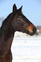 wunderschönes braunes Pferd im Winter foto