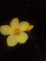 Allamanda-Blume, schöne Blume, schöner Garten, Tapete, Blume, Natur foto