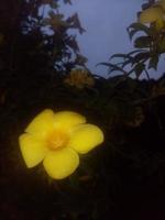 Allamanda-Blume, schöne Blume, schöner Garten, Tapete, Blume, Natur foto