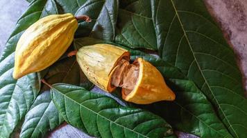 Bio-Kakaofrucht des Kakaobaums auf grauem Hintergrund foto