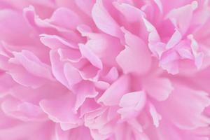 rosa Blütenblätter mit verschwommenem Fokus foto