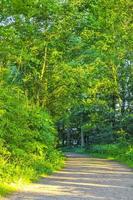 natürlicher panoramablick mit weg grünpflanzen bäume wald deutschland. foto