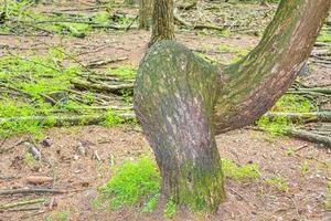 natürlicher panoramablick mit weg grünpflanzen bäume wald deutschland. foto