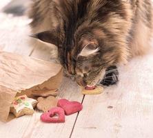 Katze frisst auf dem Tisch foto