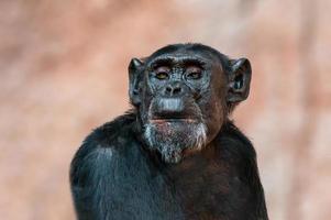 Sitzender westafrikanischer Schimpanse entspannt sich foto