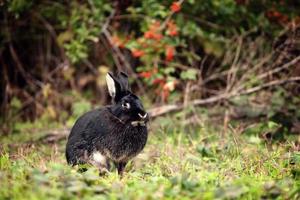 schönes schwarzes Kaninchen foto